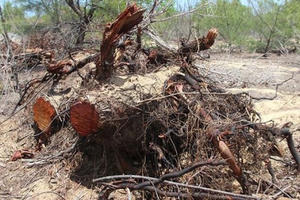 Chủ đầu tư nói gì về việc xâm phạm rừng phòng hộ ngoài dự án ở Bình Định?