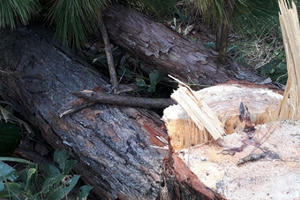 Lâm Đồng: Hàng chục cây thông lâu năm bị lâm tặc đốn hạ nằm ngổn ngang trong rừng Lâm Đồng: Hàng chục cây thông lâu năm bị lâm tặc đốn hạ nằm ngổn ngang trong rừng