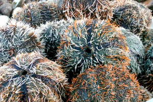 Nhộn nhịp mùa  lặn bắt cầu gai biển