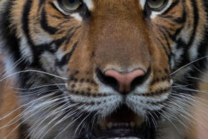 Hổ ở vườn thú New York dương tính với virus SARS-CoV-2