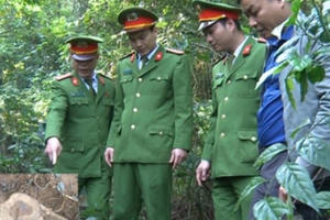 Nhiều cán bộ, chiến sĩ nguy cơ phơi nhiễm HIV khi bắt kẻ trộm cây sưa