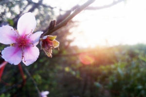 Đào nở sớm... người trồng phó mặc cho số trời