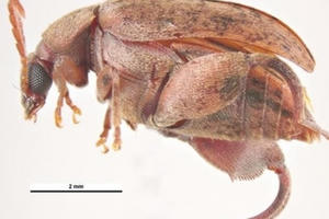 Tạm ngừng nhập khẩu lạc từ Senegal do phát hiện gần 1000 tấn nhiễm mọt