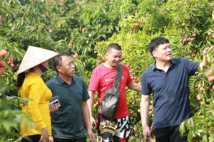 Vải thiều sớm Bắc Giang được giá, đã tiêu thụ gần 14.000 tấn