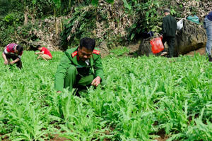 Lạng Sơn: Triệt phá 3.800 cây thuốc phiện trồng giữa rừng sâu núi đá