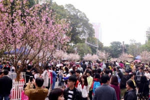 Hơn 7.000 cành anh đào khoe sắc tại Hà Nội