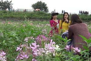 Chen chân phá nát hoa tam giác mạch: Nghệ thuật hay a dua