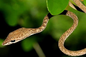 Hà Giang: Lên rừng hái thảo quả, một người đàn ông bị rắn cắn tử vong