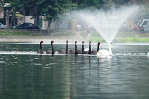 Người Hà Nội thích thú ngắm Thiên nga trên hồ Thiền Quang