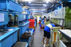 Dịch corona: Dân buôn hải sản “điêu đứng” vì doanh thu "lao dốc"