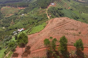 Công ty TNHH Mai Bình sử dụng 320 ha đất sai mục đích