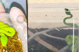 Mua rắn lục đuôi đỏ về nuôi, cháu trai bị cắn nguy kịch