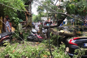 Hải Phòng: Hai cành phượng hơn 70 năm tuổi gãy đổ đè trúng nhiều xe máy và ô tô ven đường