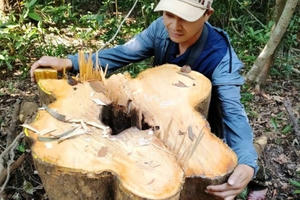 Yêu cầu khẩn trương điều tra vụ phá rừng phòng hộ
