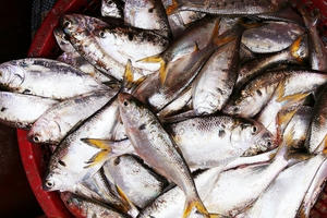 Cá Mòi – Đặc sản Sông Hồng ban tặng Cá Mòi – Đặc sản Sông Hồng ban tặng