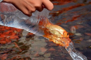 Những lưu ý khi thả cá chép tiễn ông Táo đúng ý nghĩa tâm linh