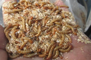 Sinh vật ngoại lai ám ảnh: Vì sao bất cập từ nhận thức đến quản lý? Sinh vật ngoại lai ám ảnh: Vì sao bất cập từ nhận thức đến quản lý?