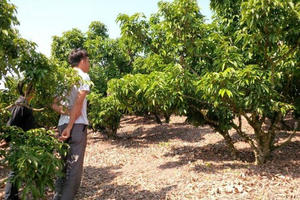 Bắc Giang: Nông dân sốt ruột vì vải thiều chưa ra hoa Bắc Giang: Nông dân sốt ruột vì vải thiều chưa ra hoa