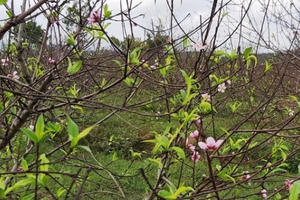 “Thủ phủ” đào dưới chân núi Ngàn Nưa vào vụ Tết