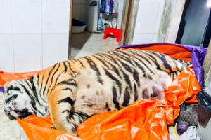 Vì sao “chúa sơn lâm” nặng 250kg chết trong nhà dân?