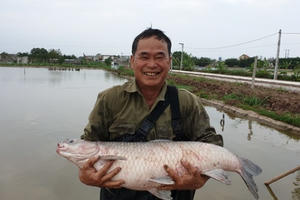 Cá trắm "khủng" ăn bột thơm, bán đắt như tôm tươi