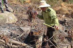 Phát hiện vụ phá rừng phòng hộ ở Lâm Đồng