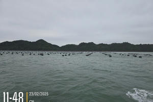 Luồng Quốc gia bị bè hàu chắn lối ở Quảng Ninh:  Bố trí vị trí nuôi khác, chi phí ai chịu?