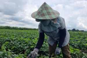 Đồng Nai: Rau xanh ở huyện vùng xanh