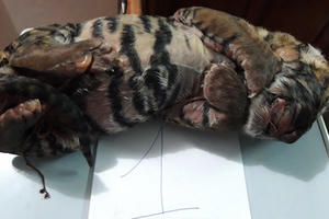 Bị bắt khi đang đưa “chúa sơn lâm” đi ngâm rượu