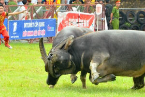 Bản tin Audio Thời sự Pháp luật ngày 28/9: Khai mạc hội chọi trâu Đồ Sơn