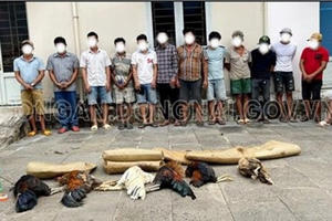 Đồng Nai: Bắt tụ điểm đánh bạc bằng hình thức đá gà