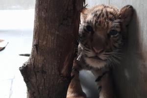 7 “chúa sơn lâm nhí” ở Vườn quốc gia Pù Mát hiện giờ ra sao