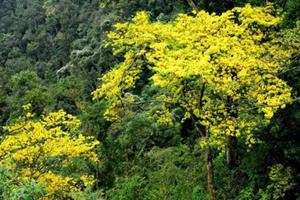 Tháng 3 diễn ra Lễ hội hoa Anh đào - Mai vàng Yên Tử Hạ Long 2017