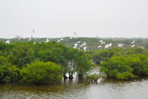 Tham gia trải nghiệm bắt ngao, phụ huynh cùng học sinh bị đuối nước thương tâm