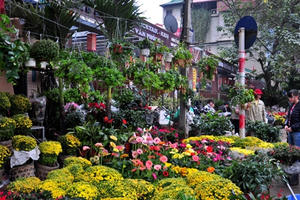 Trang trí hoa màu nào đẹp nhất, hợp phong thủy nhất Tết Bính Thân?