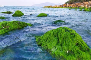 Đẹp ngỡ ngàng mùa rêu xanh mướt tại rạn Nam Ô, Đà Nẵng