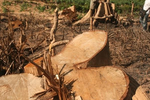 Điện Biên: Nhắm mắt, bịt tai khi rừng nghiến kêu cứu