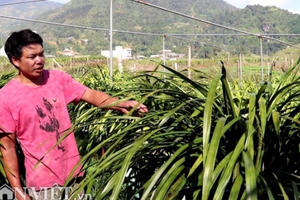 Cao thủ tiết lộ bí kíp chăm lan “giấc mộng vua Trần” nở đúng dịp Tết