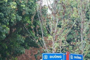 Bất ngờ với hình ảnh phong lá đỏ héo rũ tại Hà Nội