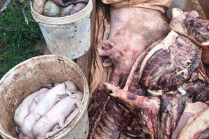 Tiêu hủy 3,4 tấn thịt lợn nhiễm dịch tả lợn Châu Phi