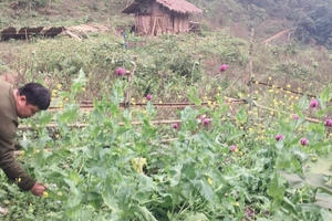 Cao Bằng: Liên tiếp phát hiện cây thuốc phiện trồng trái phép