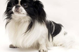 Tiết lộ những mánh khóe trong nghề buôn chó: Nhớ về thời "muốn đi dream thì nuôi chó Nhật"