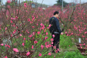 Đào nở sớm, người trồng đào Nhật Tân thấp thỏm lo...
