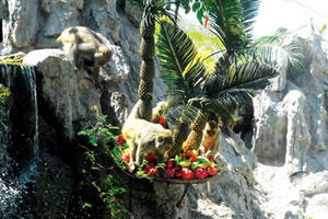 Những chú khỉ trên đảo Hòn Lao