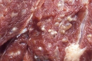 Không chỉ thịt lợn nhiễm sán gây bệnh, còn nhiều món khoái khẩu khác