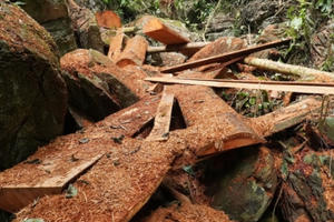 Bài 4: Xác định có nhiều gỗ nghiến bị cưa gốc và xẻ lấy ra khỏi hiện trường Bài 4: Xác định có nhiều gỗ nghiến bị cưa gốc và xẻ lấy ra khỏi hiện trường