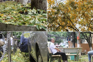 Hà Nội: Kỳ lạ hàng cây gỗ sưa bất ngờ rụng lá dày đặc khiến người dân hoang mang