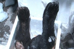 Thanh Hóa: Bắt gần 40kg chi gấu trên xe biển số Lào không rõ nguồn gốc