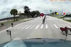 Tránh hai con bò tài xế Container đánh lái "suýt" tông vào xe máy đi ngược chiều Tránh hai con bò tài xế Container đánh lái "suýt" tông vào xe máy đi ngược chiều