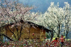 Mận rừng trắng tinh khôi "làm mưa làm gió" thị trường hoa Tết 2019